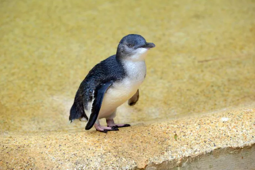 Dog Attack Results in Deaths of Protected Little Blue Penguins