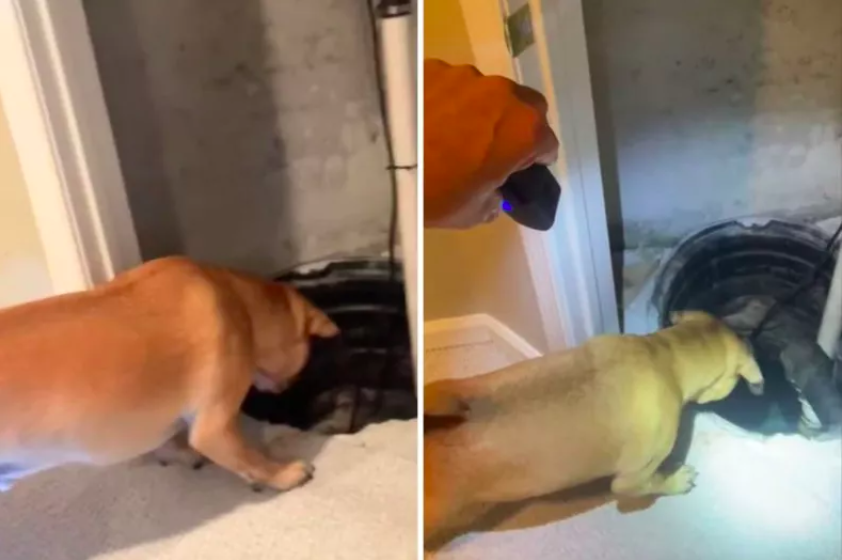 Why Dog Won't Stop Barking at Basement