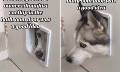 Dog Discovers Cat Flap to Bathroom