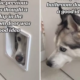 Dog Discovers Cat Flap to Bathroom