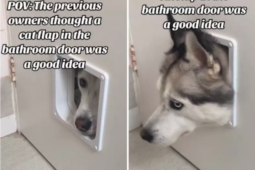 Dog Discovers Cat Flap to Bathroom