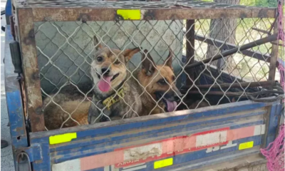 German Shepherds Saved from Capture