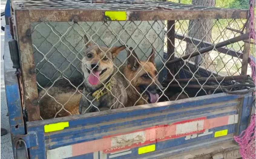 German Shepherds Saved from Capture