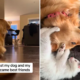 Golden Retriever's Journey to Loving a Sick Kitten