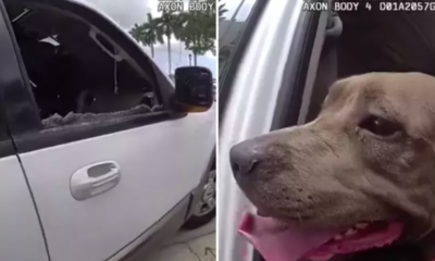 dog trapped in locked car crying for help