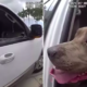 dog trapped in locked car crying for help