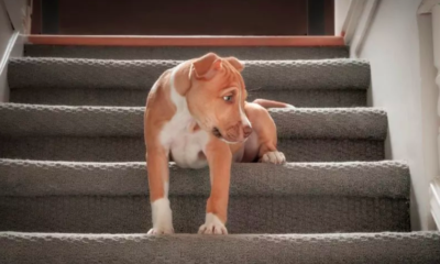 Dog Struggles to Get Upstairs Due to Tiny Obstacle