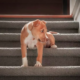 Dog Struggles to Get Upstairs Due to Tiny Obstacle