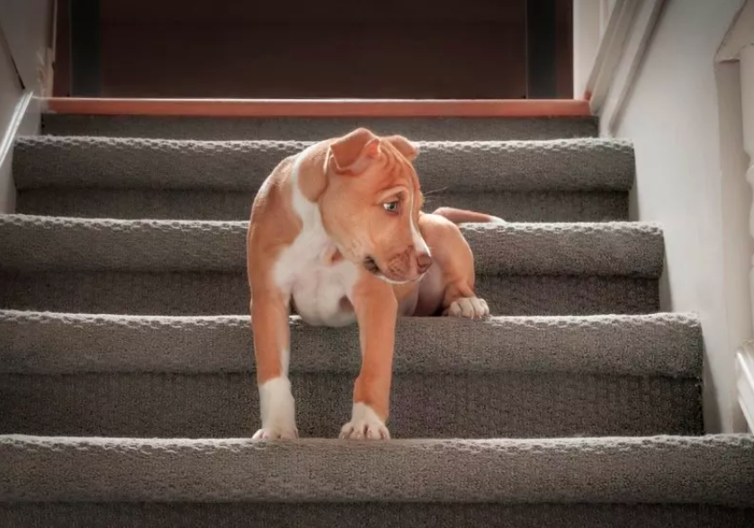 Dog Struggles to Get Upstairs Due to Tiny Obstacle