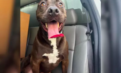 Dog Finds a New Beginning After 473 Days in Shelter