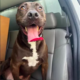 Dog Finds a New Beginning After 473 Days in Shelter