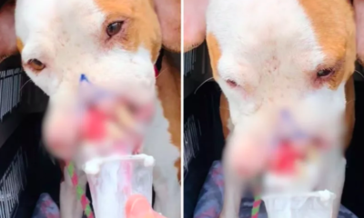 Dog Who Lost Part of Her Face to Abuse Enjoys