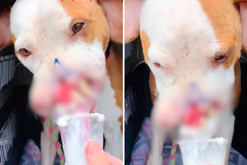 Dog Who Lost Part of Her Face to Abuse Enjoys