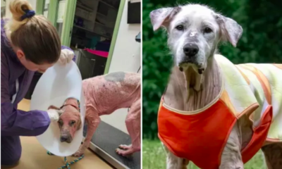 13-Year-Old Shelter Dog's Journey