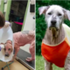 13-Year-Old Shelter Dog's Journey