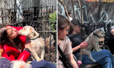 Dog Sitting on Everyone's Lap at Park