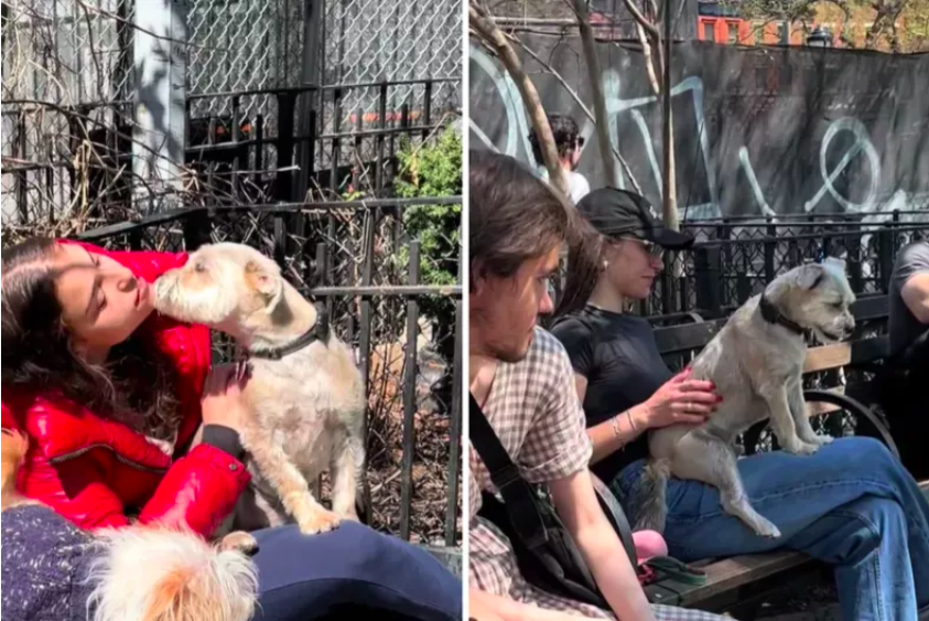 Dog Sitting on Everyone's Lap at Park