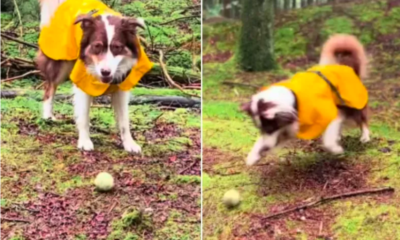 Dog Hires a Hill as Fetch Partner