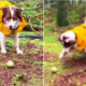 Dog Hires a Hill as Fetch Partner