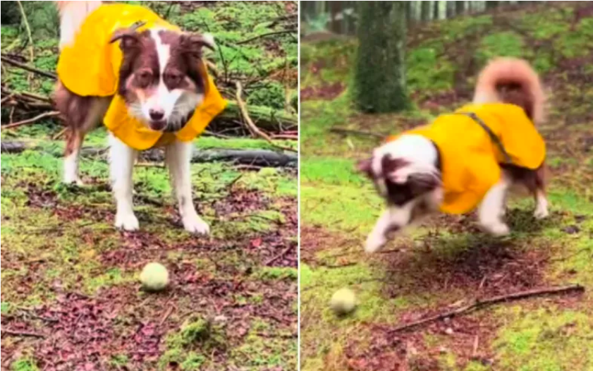 Dog Hires a Hill as Fetch Partner