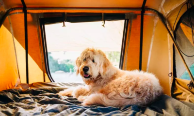 Dog’s Hilarious Camping Refusal