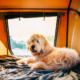 Dog’s Hilarious Camping Refusal