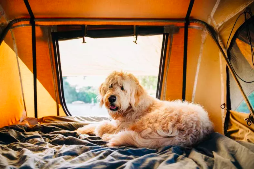 Dog’s Hilarious Camping Refusal