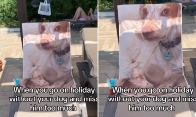 Woman on Vacation Misses Her Dog