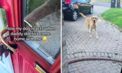 Dog's 'Rude' Reaction to Mom