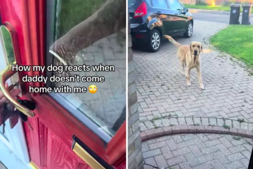 Dog's 'Rude' Reaction to Mom