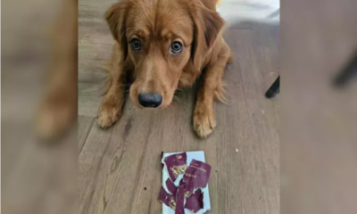dog destroys owner's passport