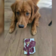 dog destroys owner's passport