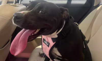 dog saved from euthanasia