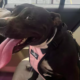 dog saved from euthanasia