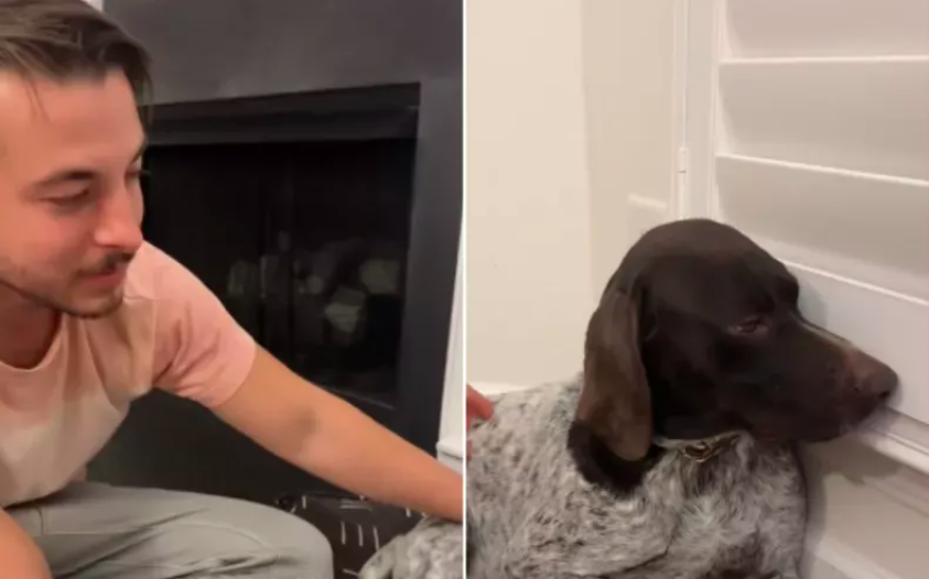 dog hilariously refuses to look at owner