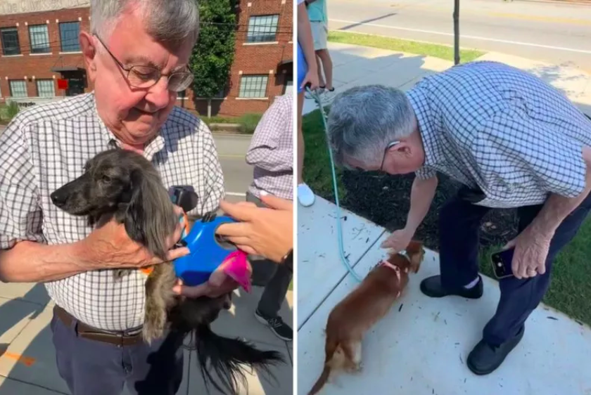 woman takes grandpa to special dachshund meet-up