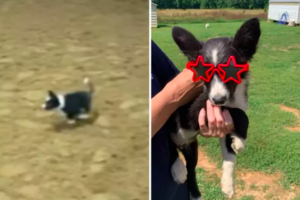 Nine-Week-Old Border Collie Skillfully Herding Sheep