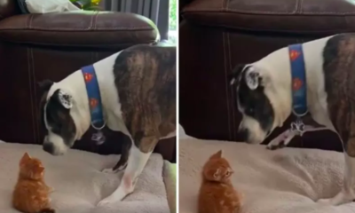 rescued stray kitten takes over dog's bed