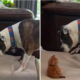 rescued stray kitten takes over dog's bed