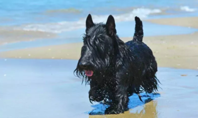 puppy delights with boogie board beach adventure