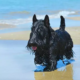 puppy delights with boogie board beach adventure