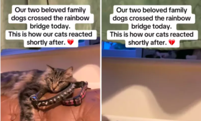 cat finds solace in collars of deceased dogs
