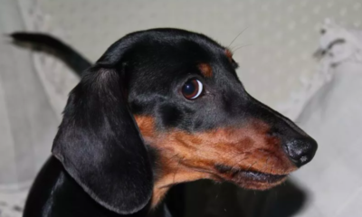 dachshund's dramatic reaction to being denied