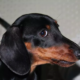 dachshund's dramatic reaction to being denied