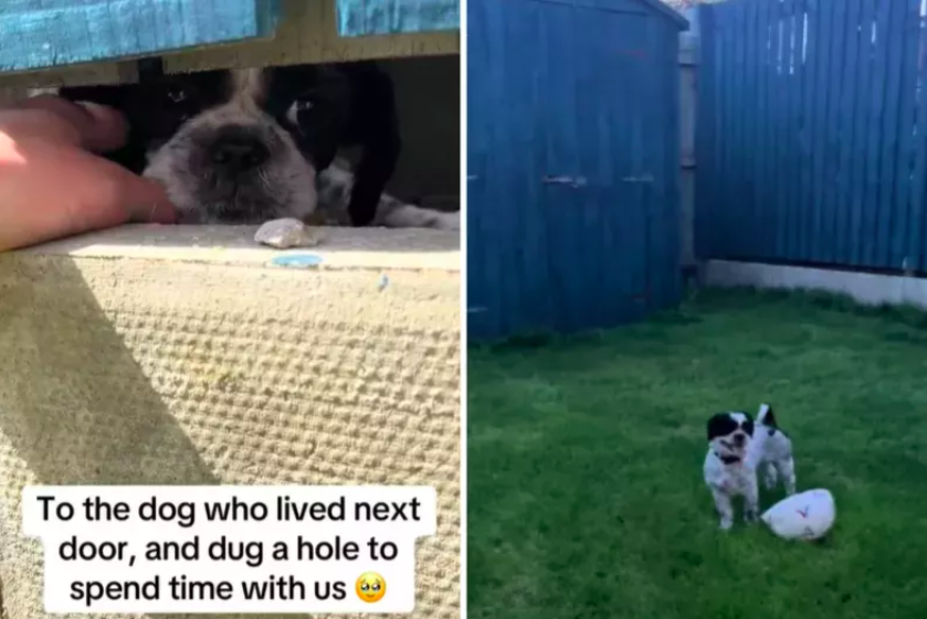 dog about to be given away digs hole