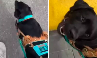 woman realizes her service dog is 'manipulating' her