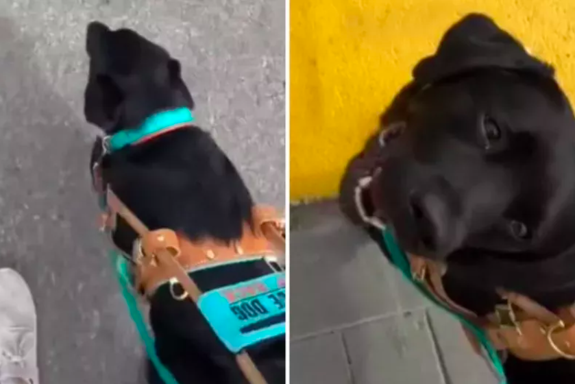 woman realizes her service dog is 'manipulating' her