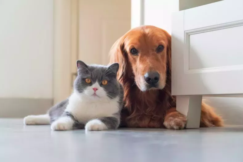 woman realizes her pets see her as a valued companion