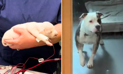 shelter dog saves dangerously sick puppy