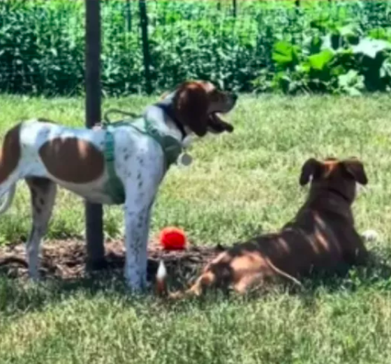 rescue dog discovers best friend from shelter